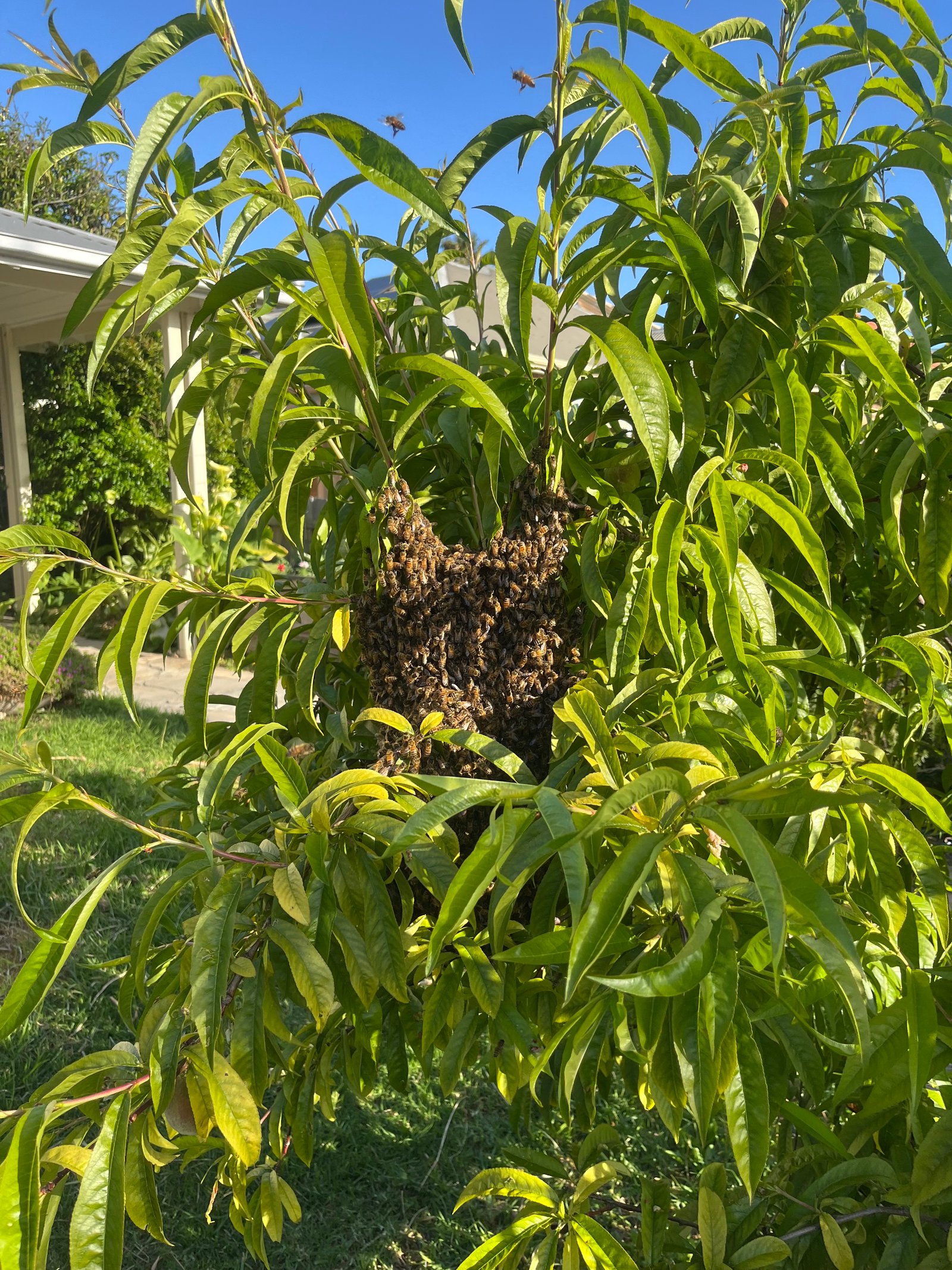 Swarm photo